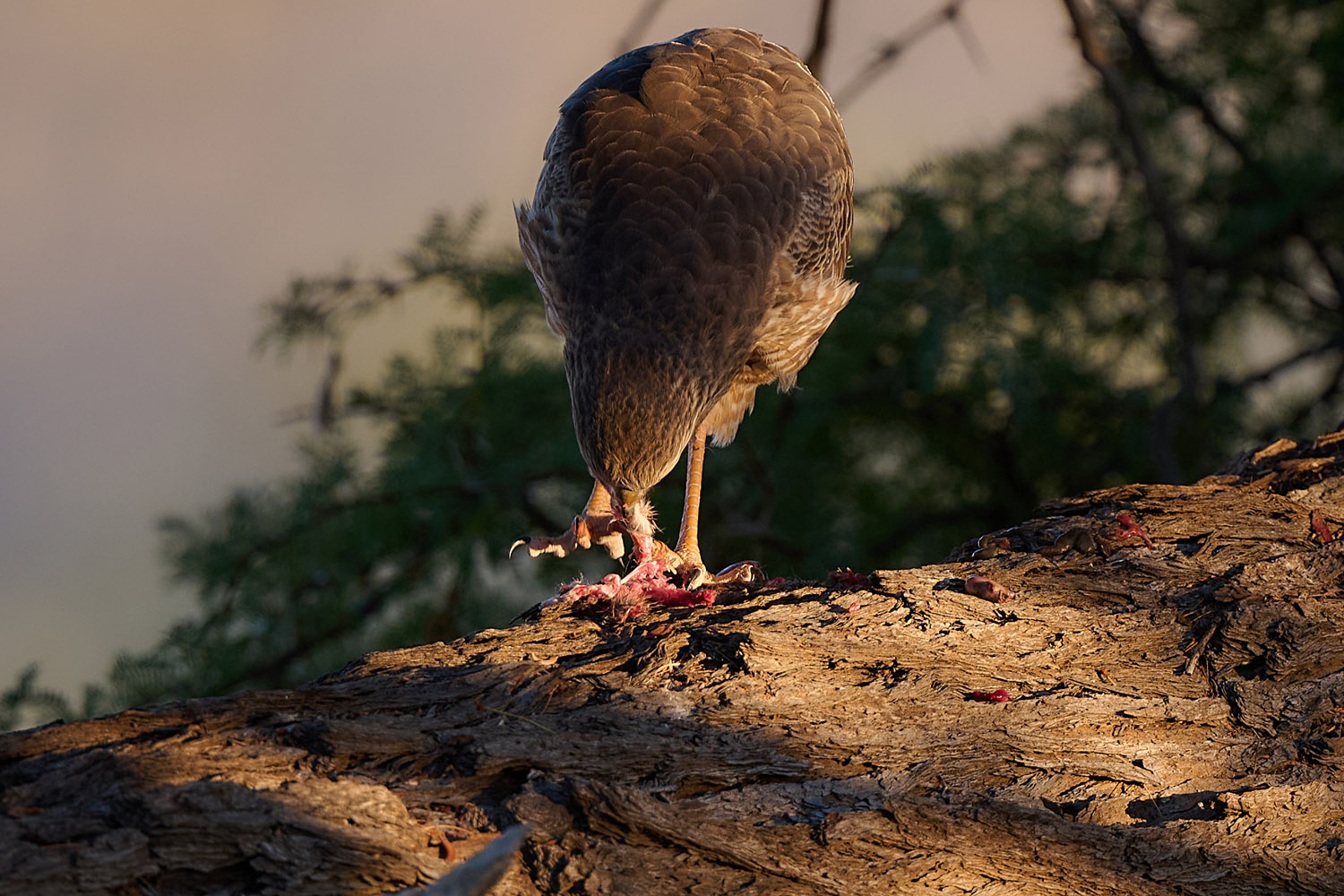GROSSER SINGHABICHT – PALE CHANTING GOSHAWK