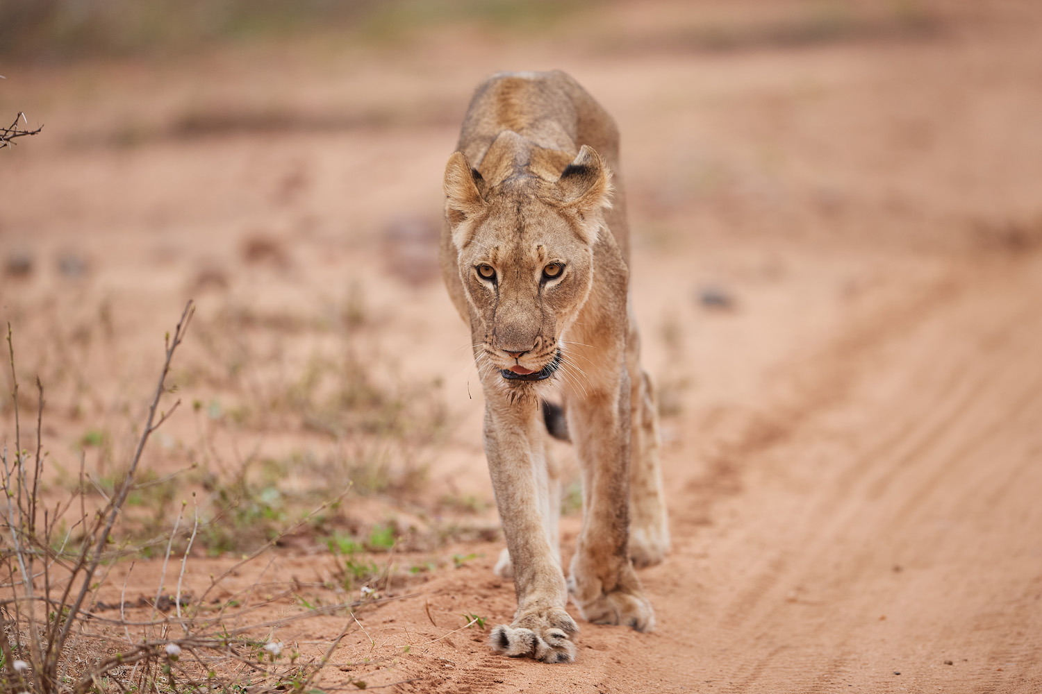 LÖWE - LION