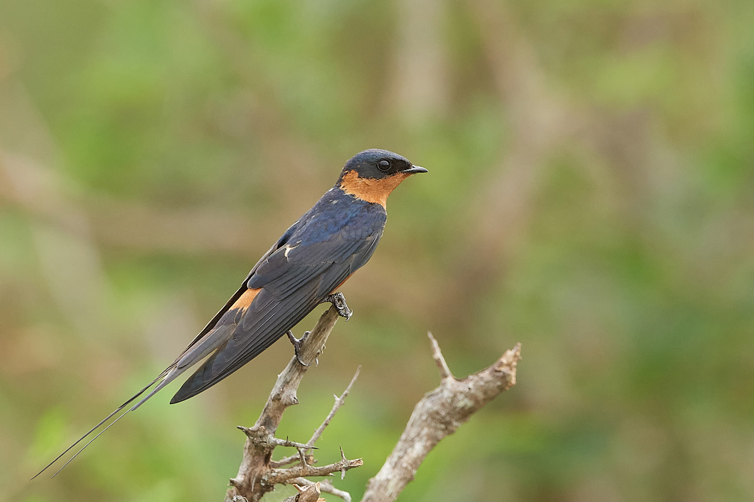 ROTBRUSTSCHWALBE – RED-BREASTED SWALLOW