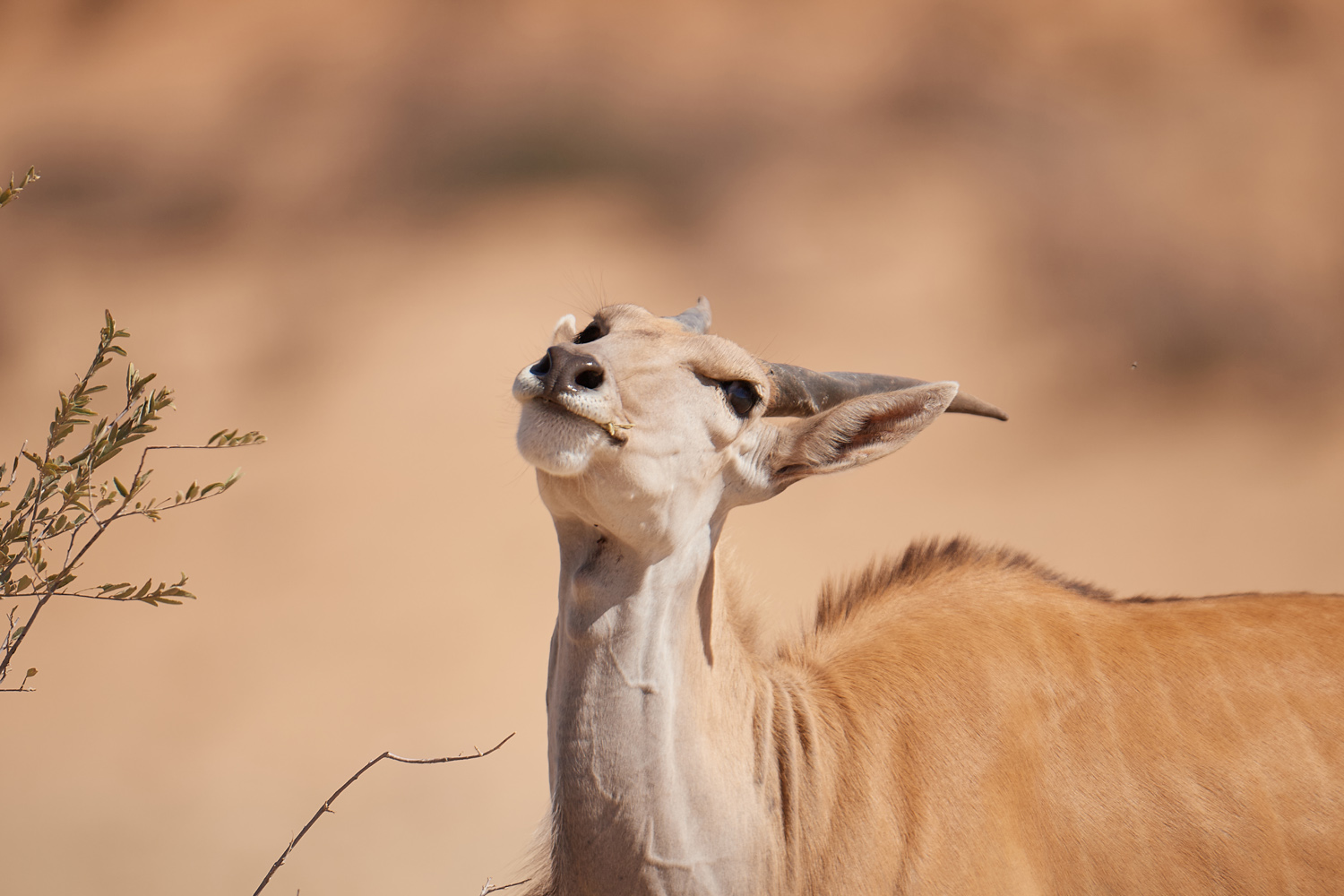 ELENANTILOPE - ELAND