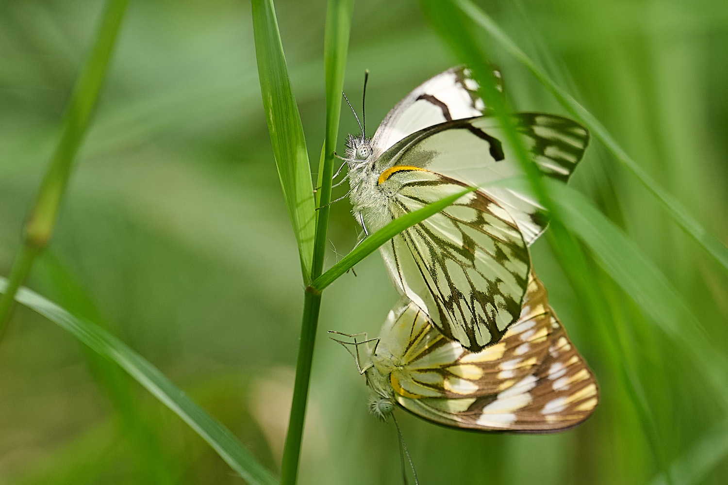 AFRIKANISCHER KAPWEISSLING - AFRICAN CAPER WHITE