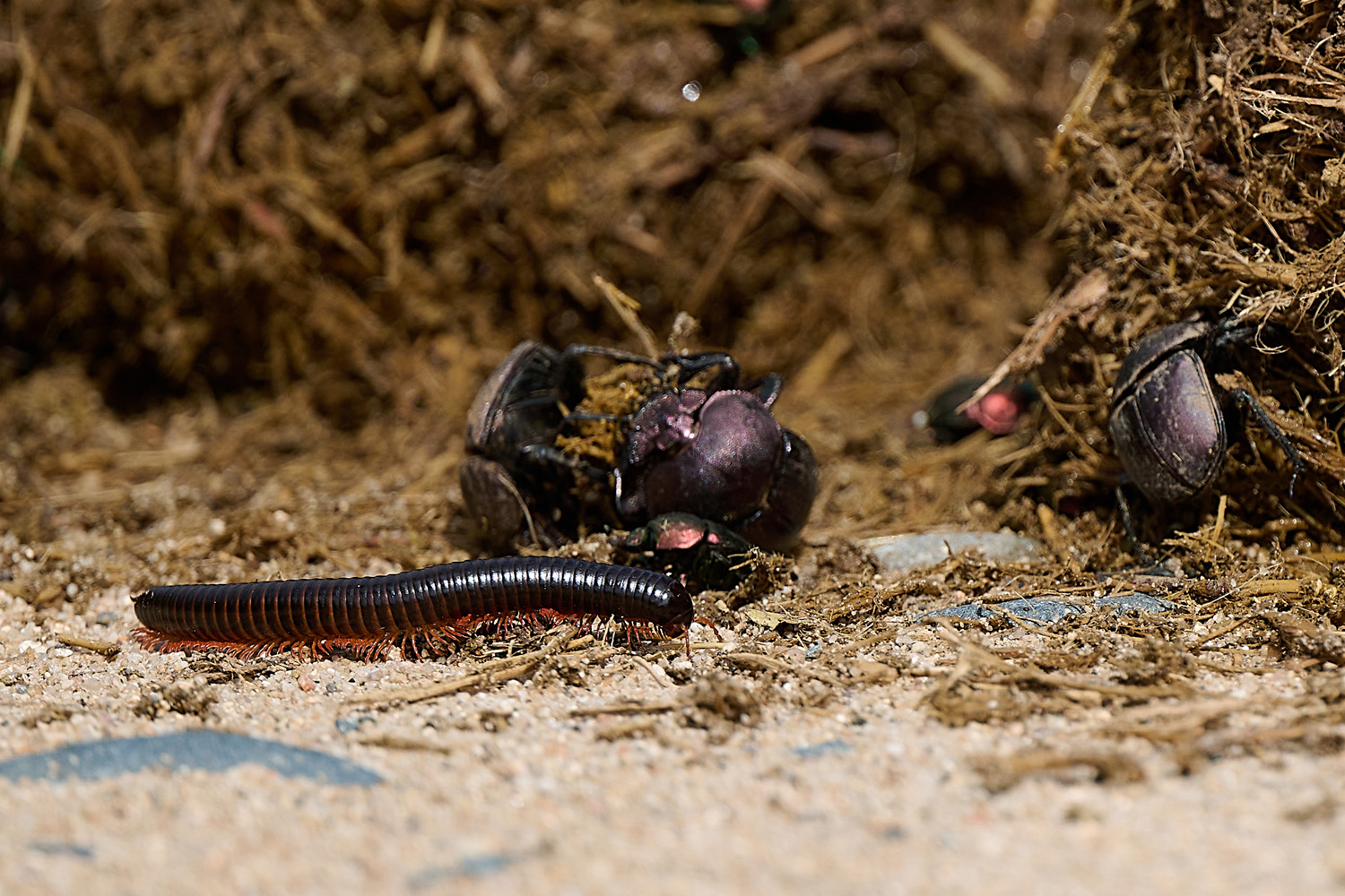 TAUSENDFÜSSLER/MISTKÄFER - MILLIPEDE/DUNG BEETLE