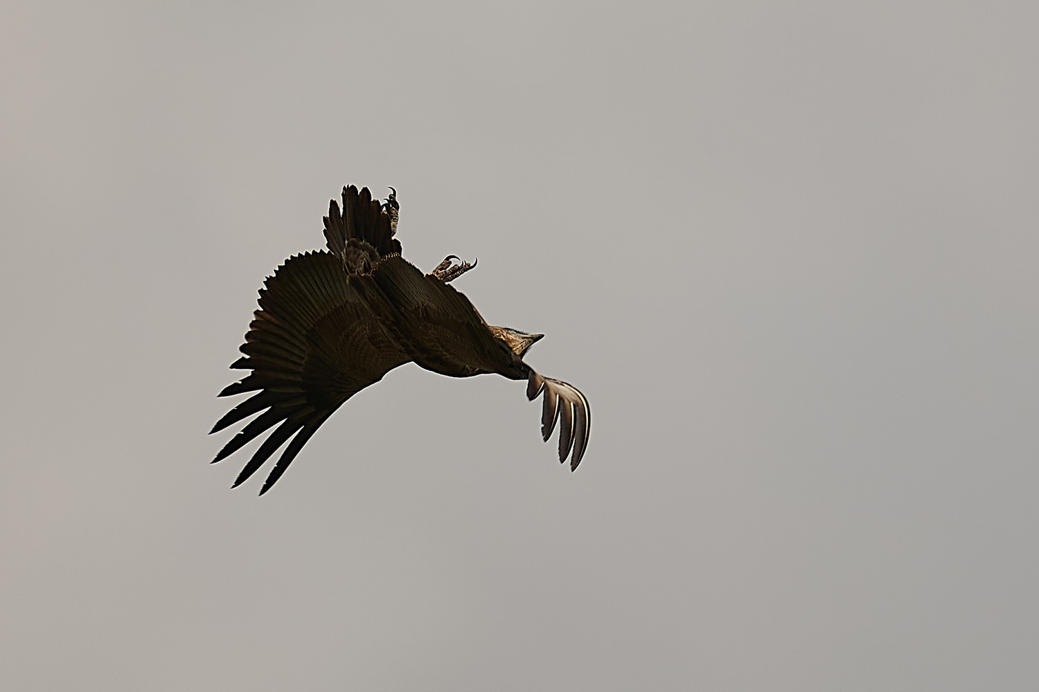 GAUKLER – BATELEUR