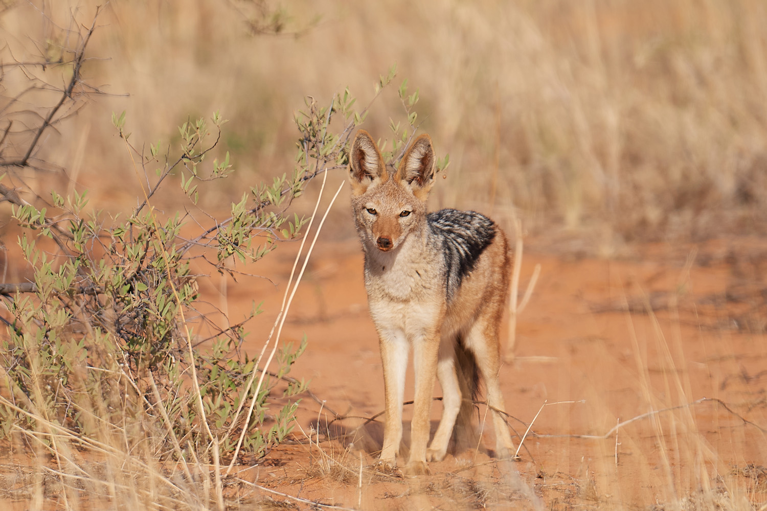 SCHABRACKENSCHAKAL - BLACK-BACKED JACKAL