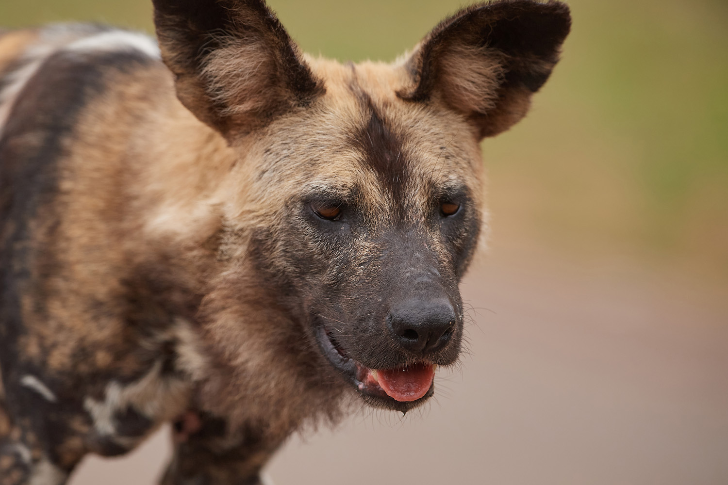 WILDHUND - WILD DOG