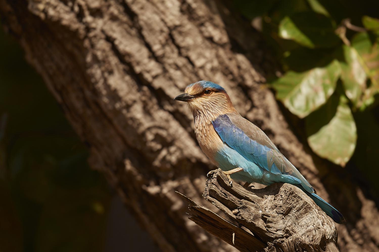 HINDURACKE - INDIAN ROLLER