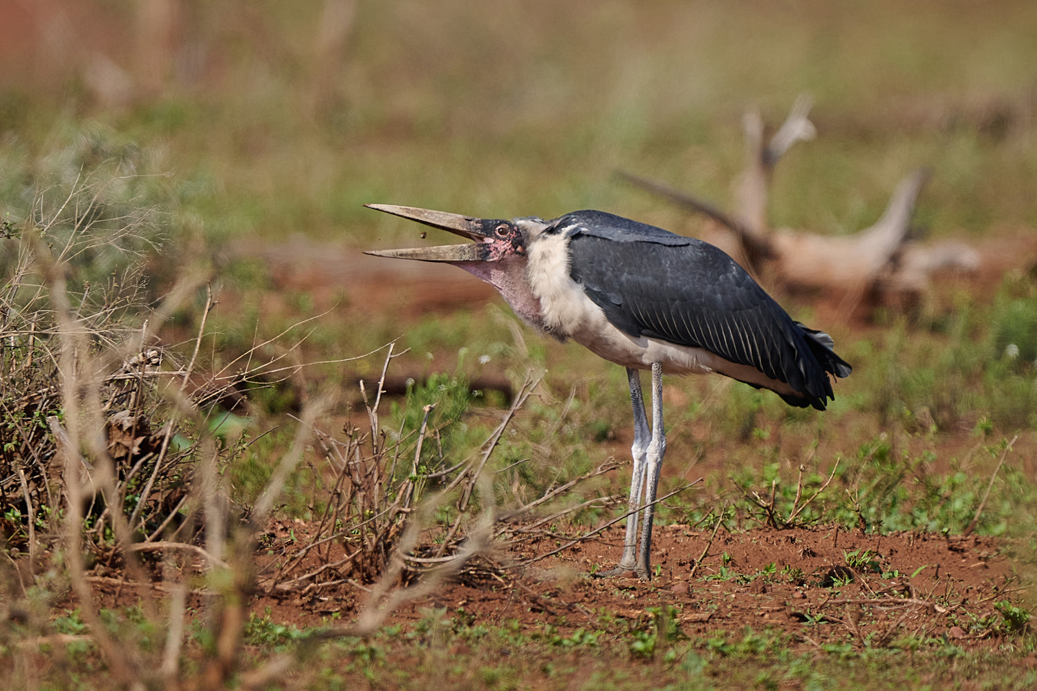 MARABU – MARABOU STORK