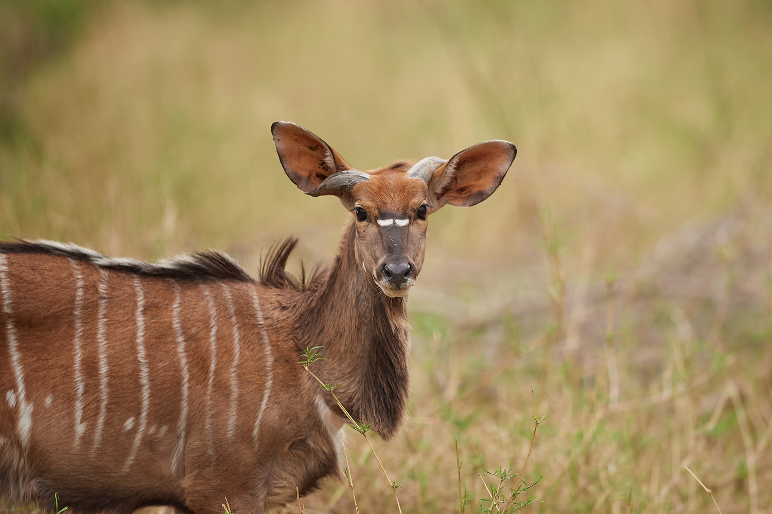 NYALA