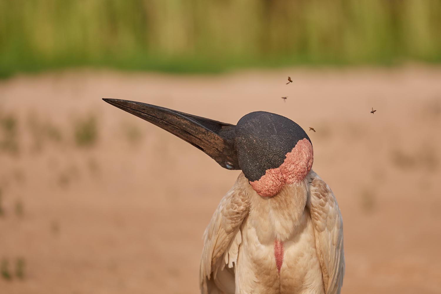 JABIRU