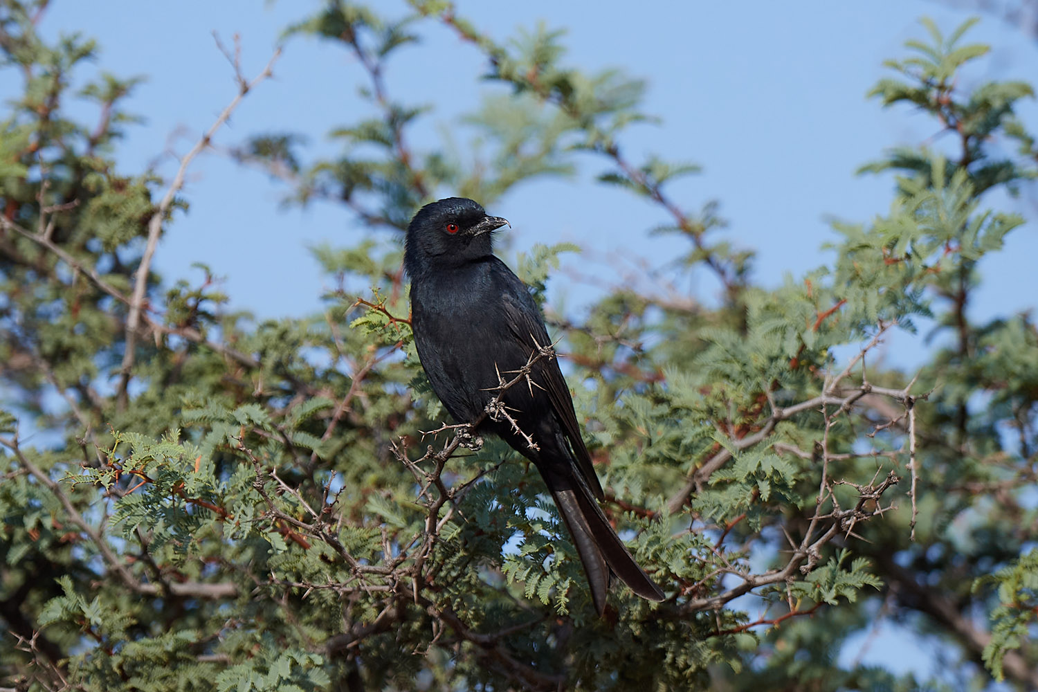 TRAUERDRONGO - FORK-TAILED DRONGO