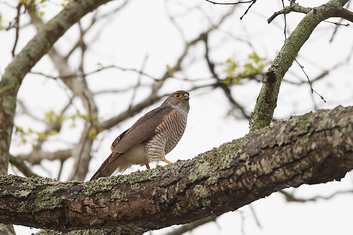 ZWERGSPERBER – LITTLE SPARROWHAWK