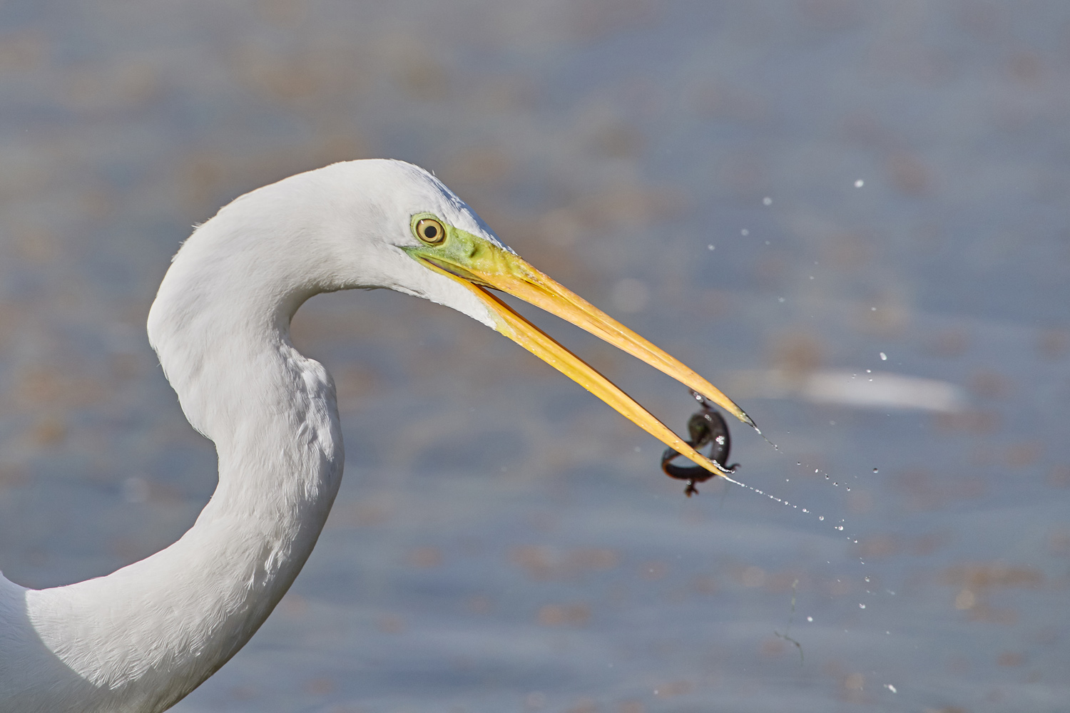 SILBERREIHER - COMMON EGRET