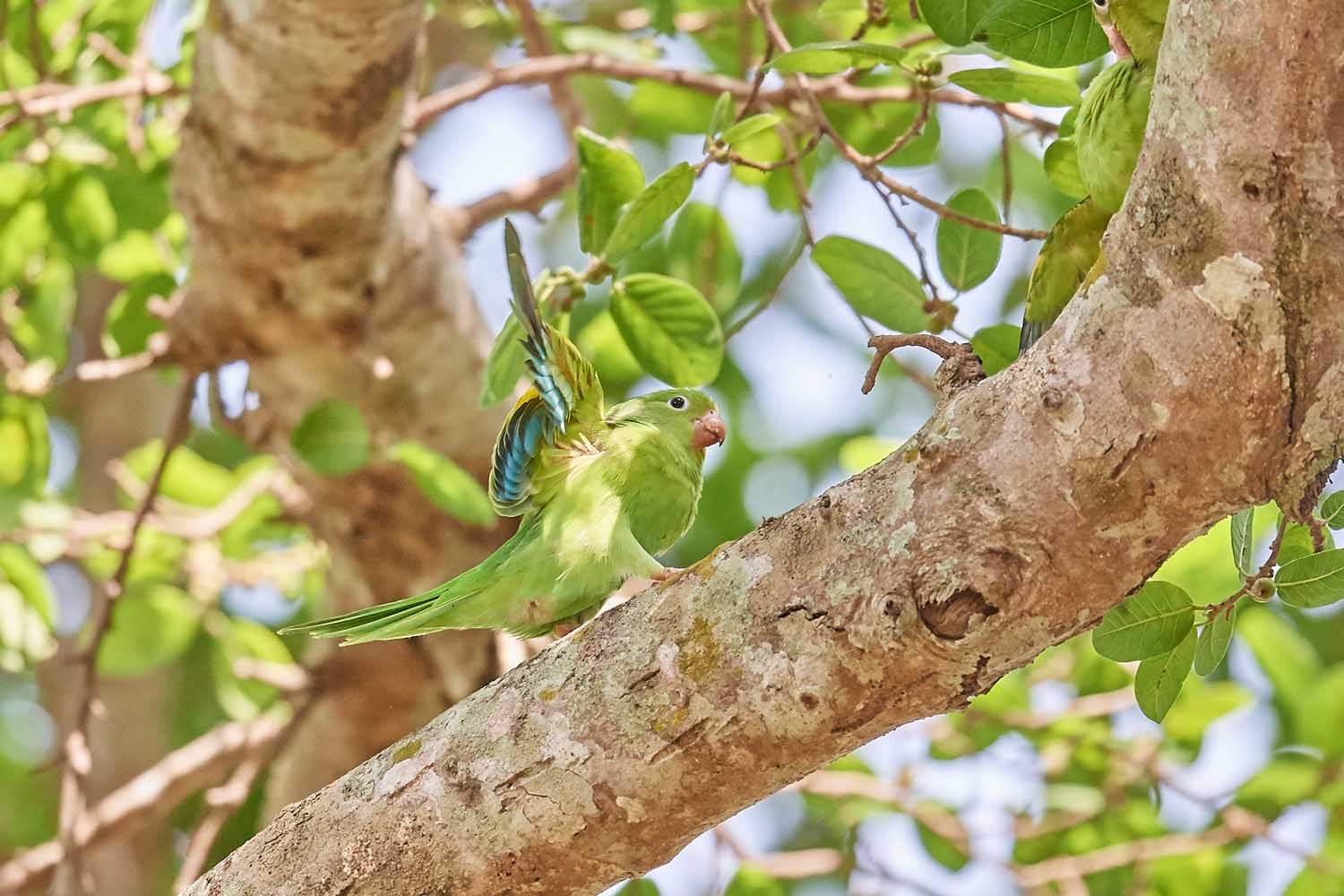 KANARIENFLÜGELSITTICH – YELLOW-CHEVRONED PARAKEET