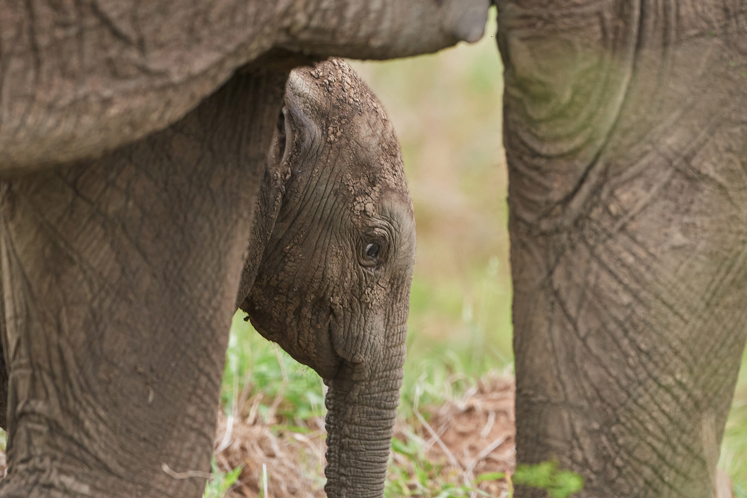 ELEFANT - ELEPHANT