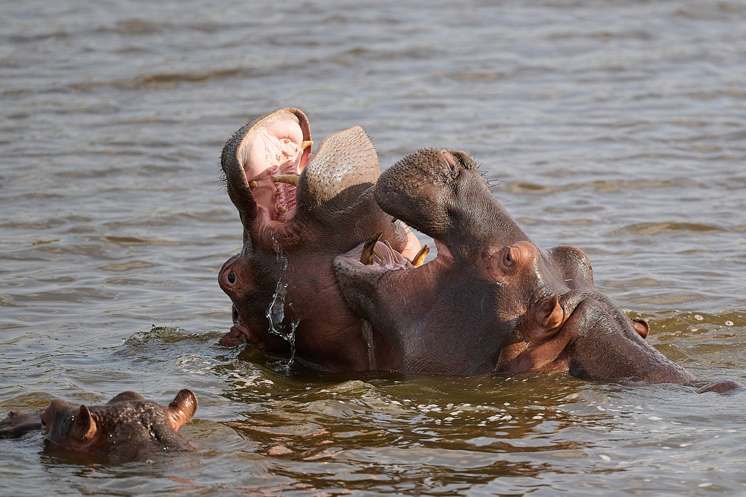 FLUSSPFERD – HIPPO