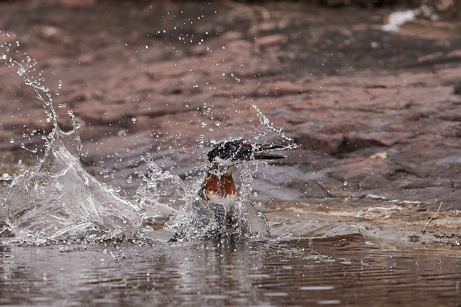 RIESENFISCHER - GIANT KINGFISHER