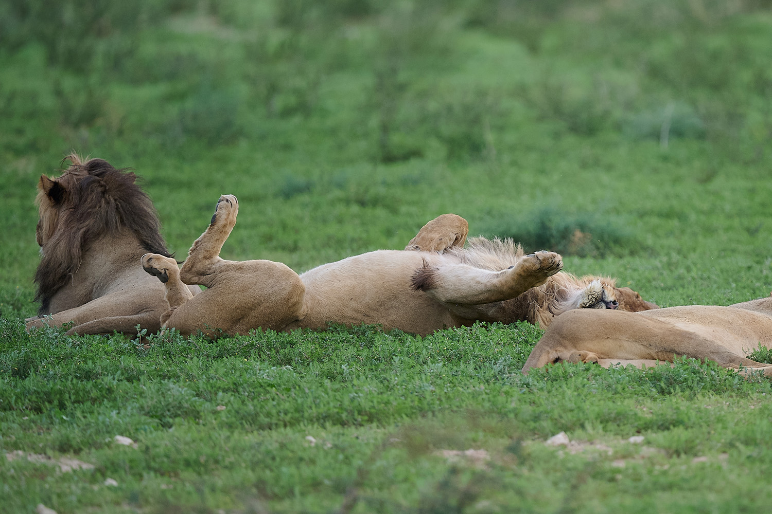 LÖWE - LION