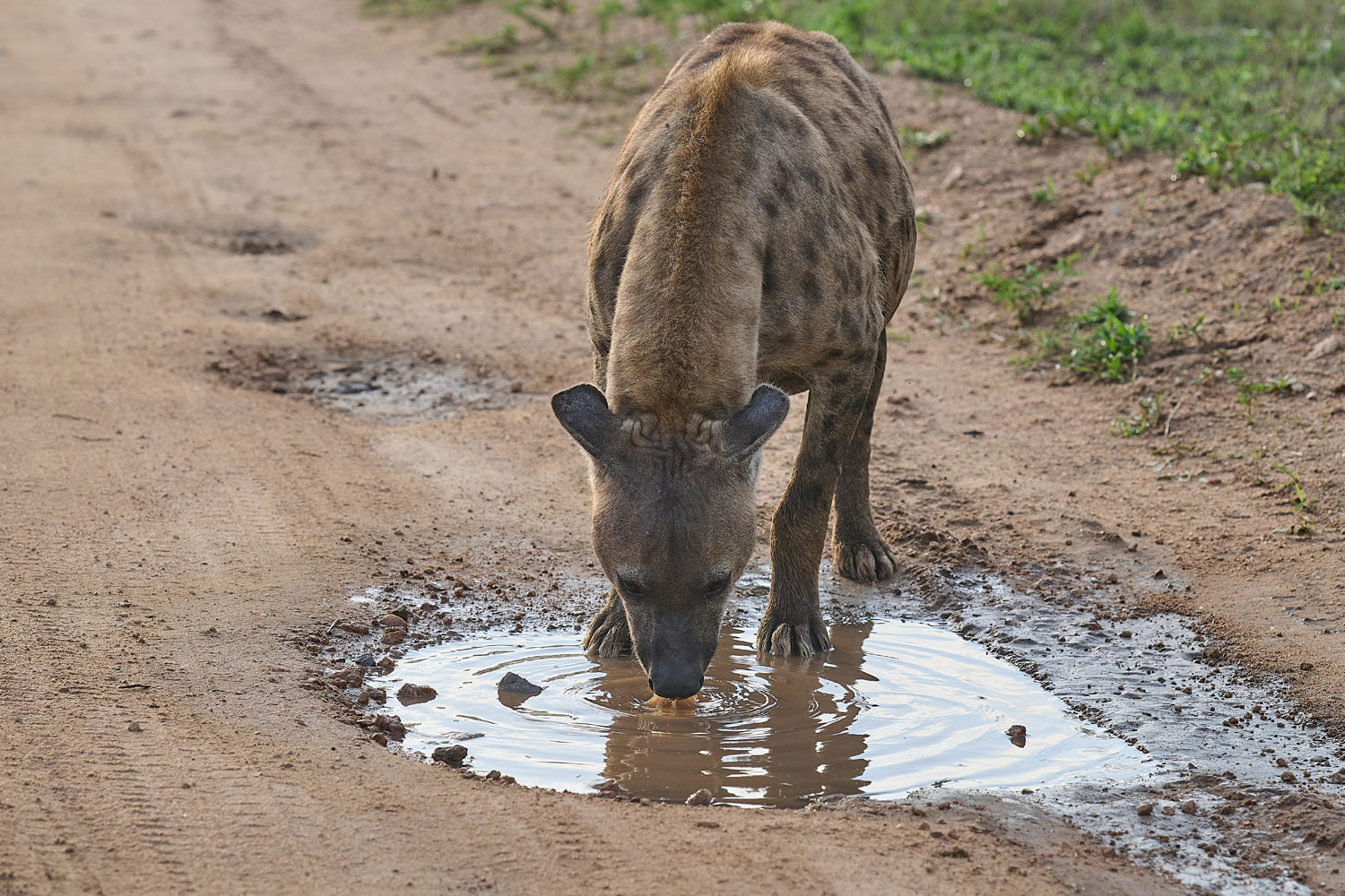 TÜPFELHYÄNE – SPOTTED HYENA