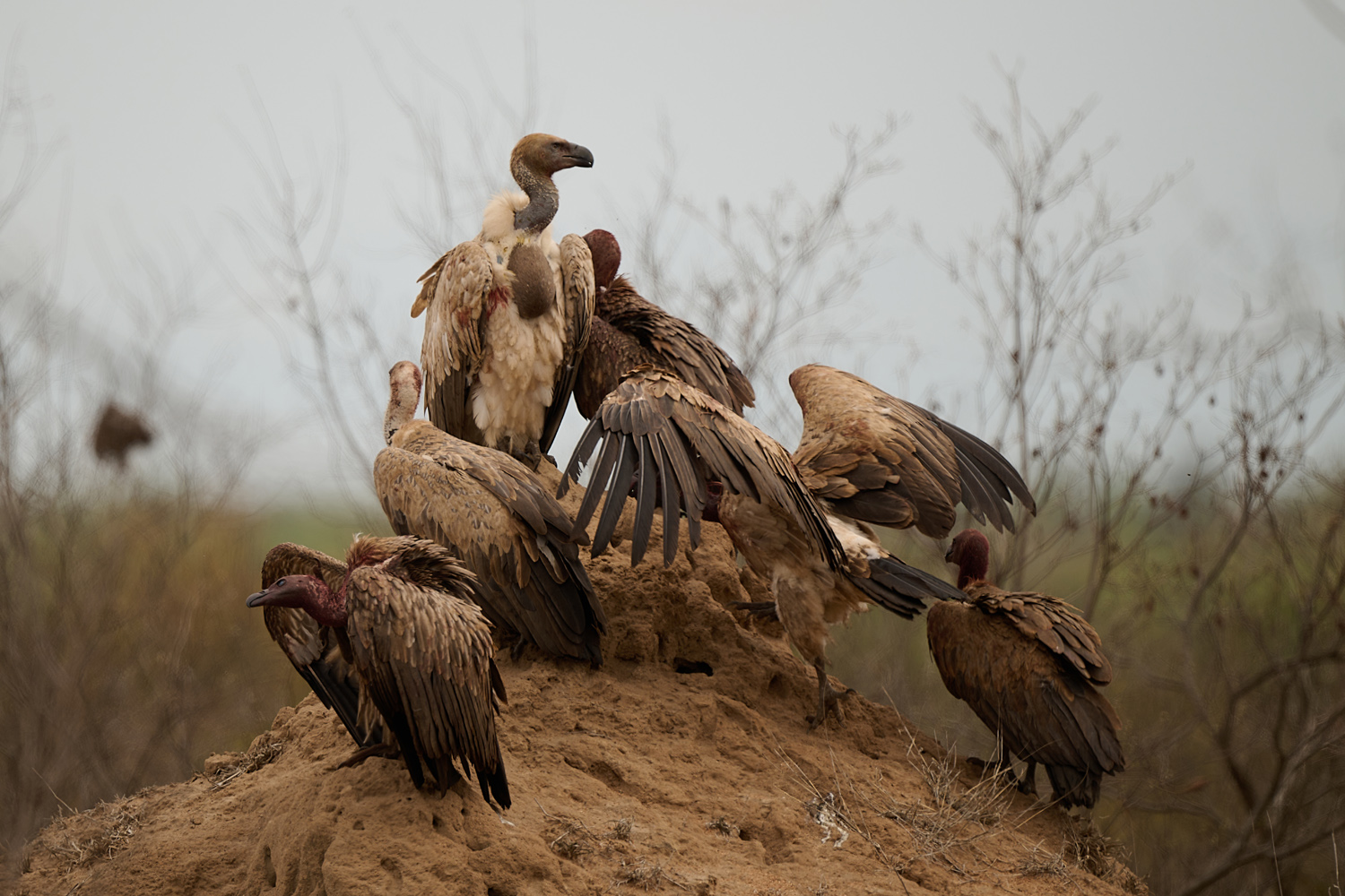 WEISSRÜCKENGEIER - WHITE-BACKED VULTURE