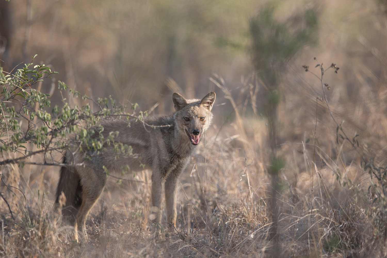 STREIFENSCHAKAL – SIDE-STRIPED JACKAL