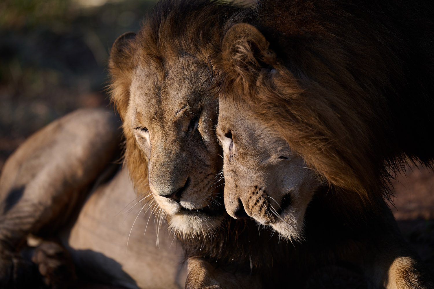 LÖWE - LION