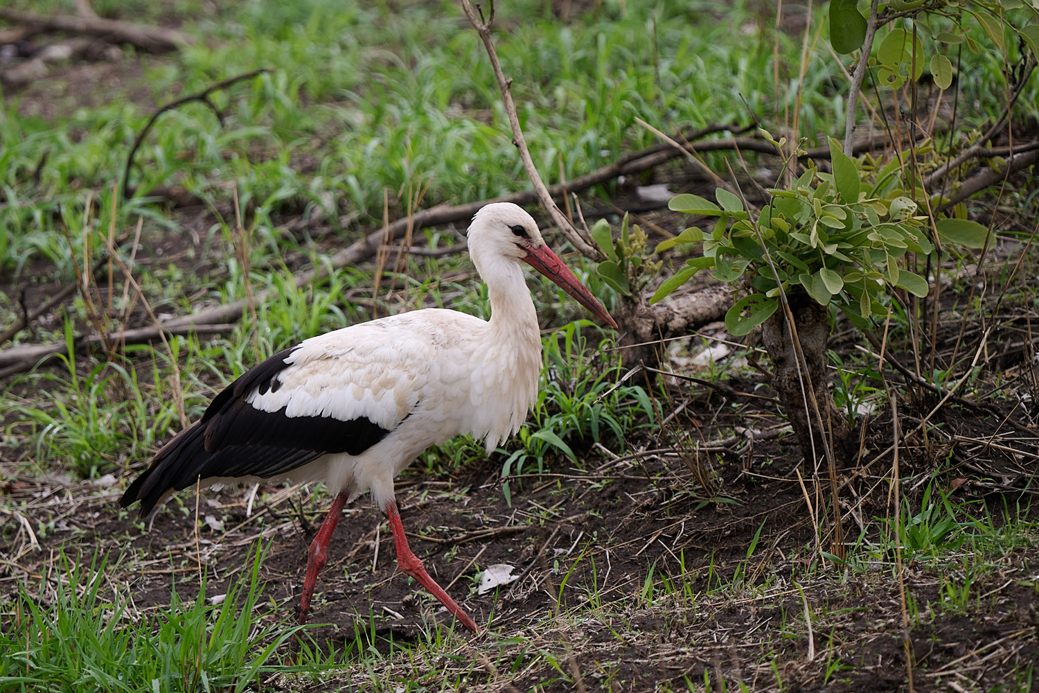 WEISSSTORCH – WHITE STORK
