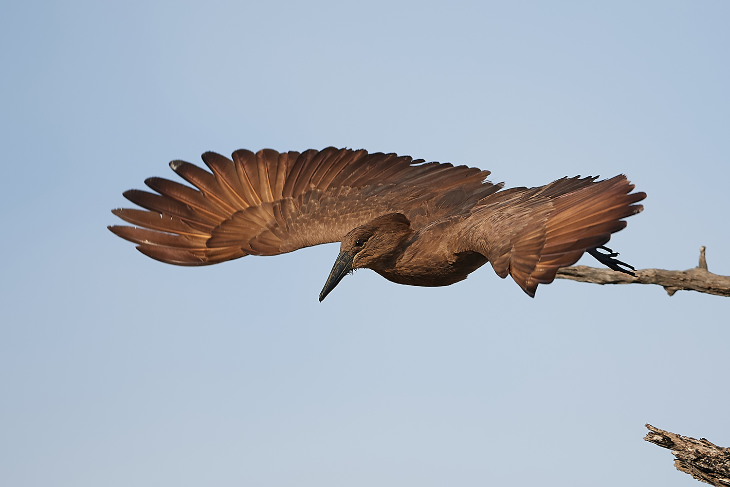 HAMMERKOPF – HAMERKOP