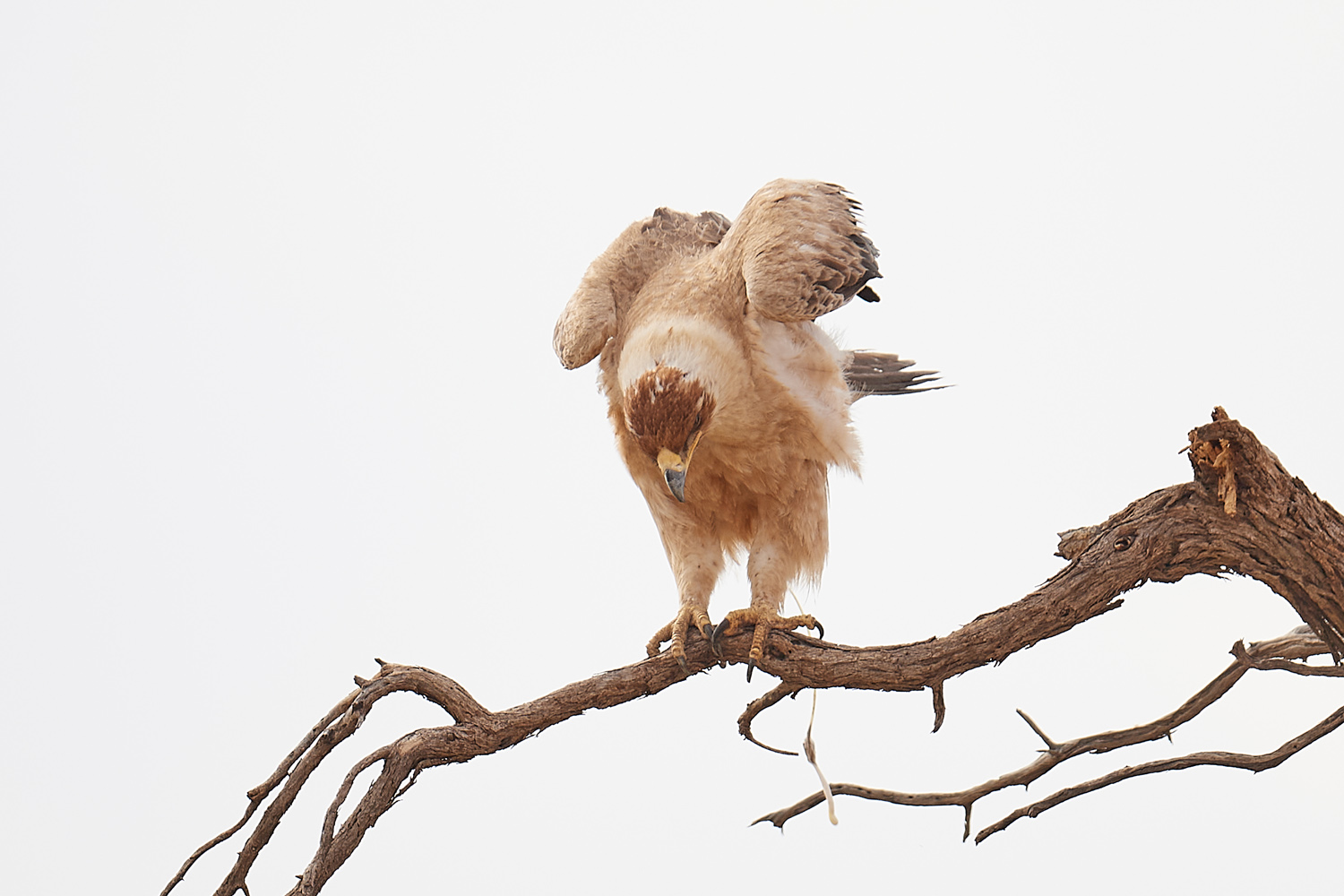 RAUBADLER  - TAWNY EAGLE