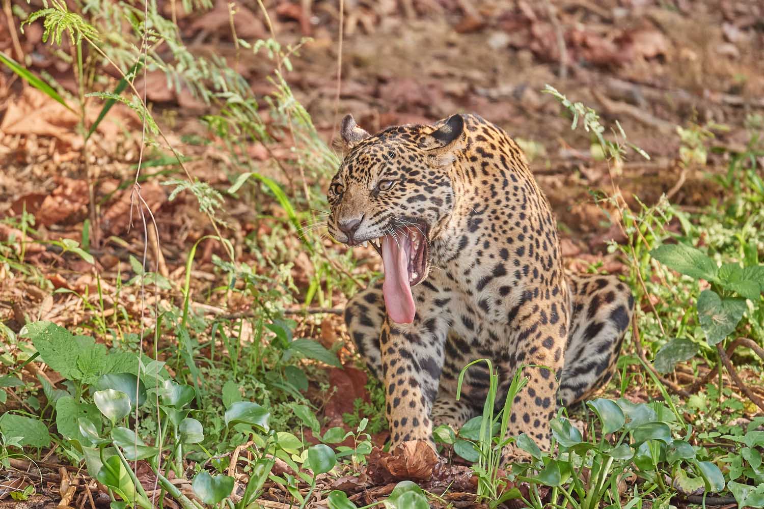 JAGUAR