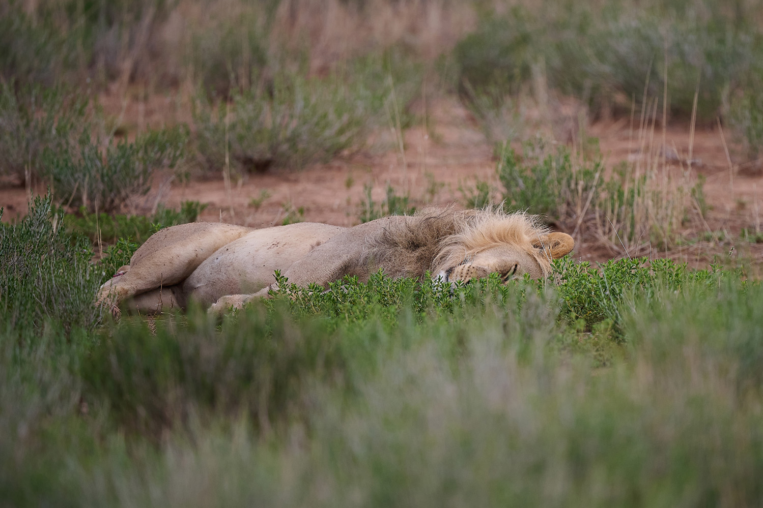 LÖWE - LION