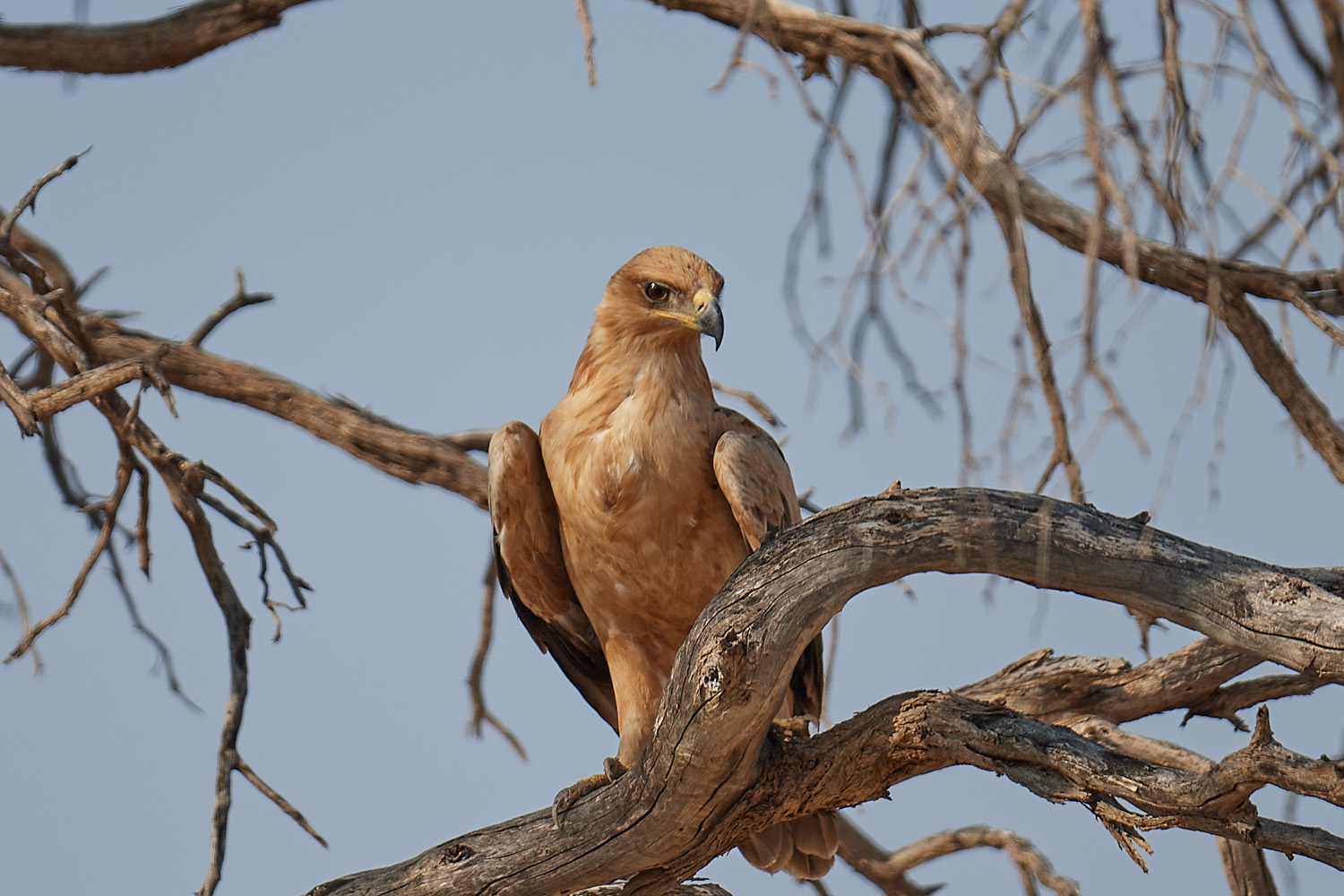 RAUBADLER  - TAWNY EAGLE