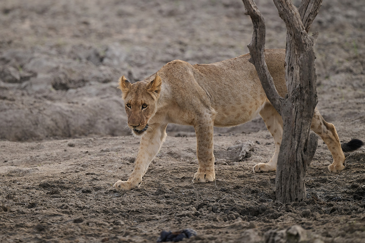LÖWE - LION