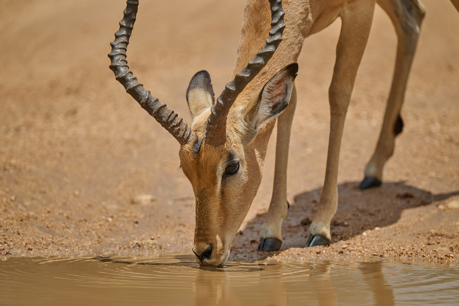 IMPALA