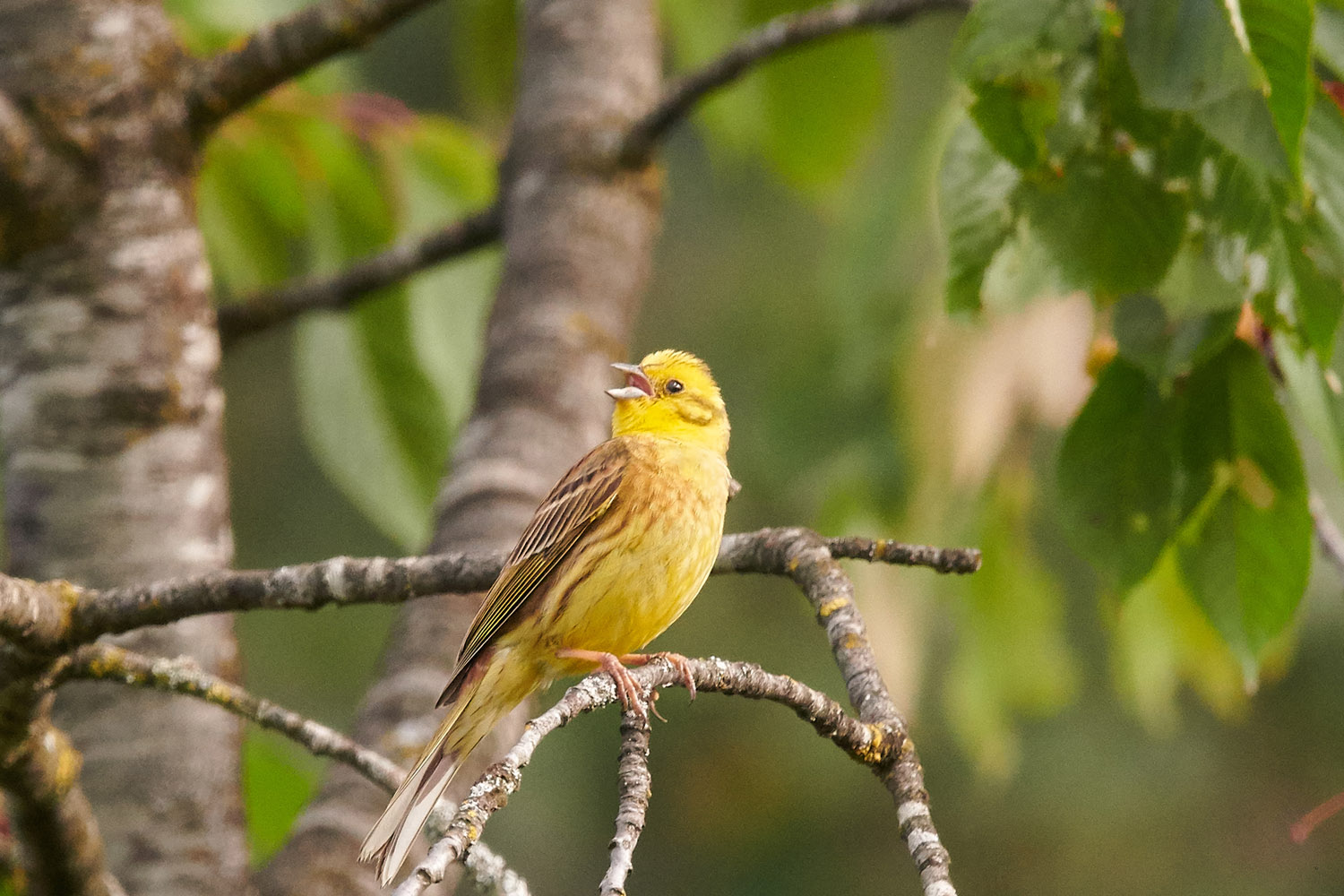 GOLDAMMER - YELLOWHAMMER