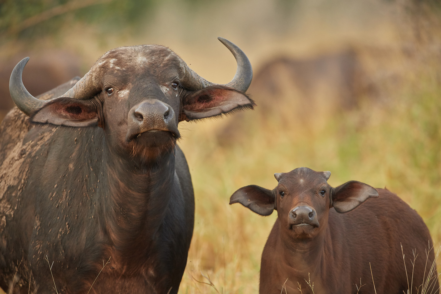 KAPBÜFFEL - CAPE BUFFALO