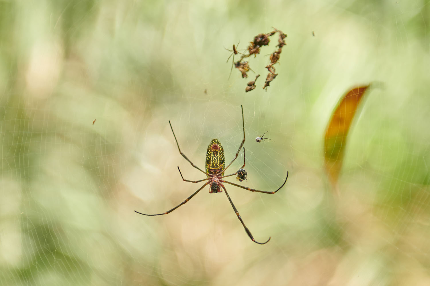 GOLDENE SEIDENSPINNE – GOLDEN SILK SPIDER