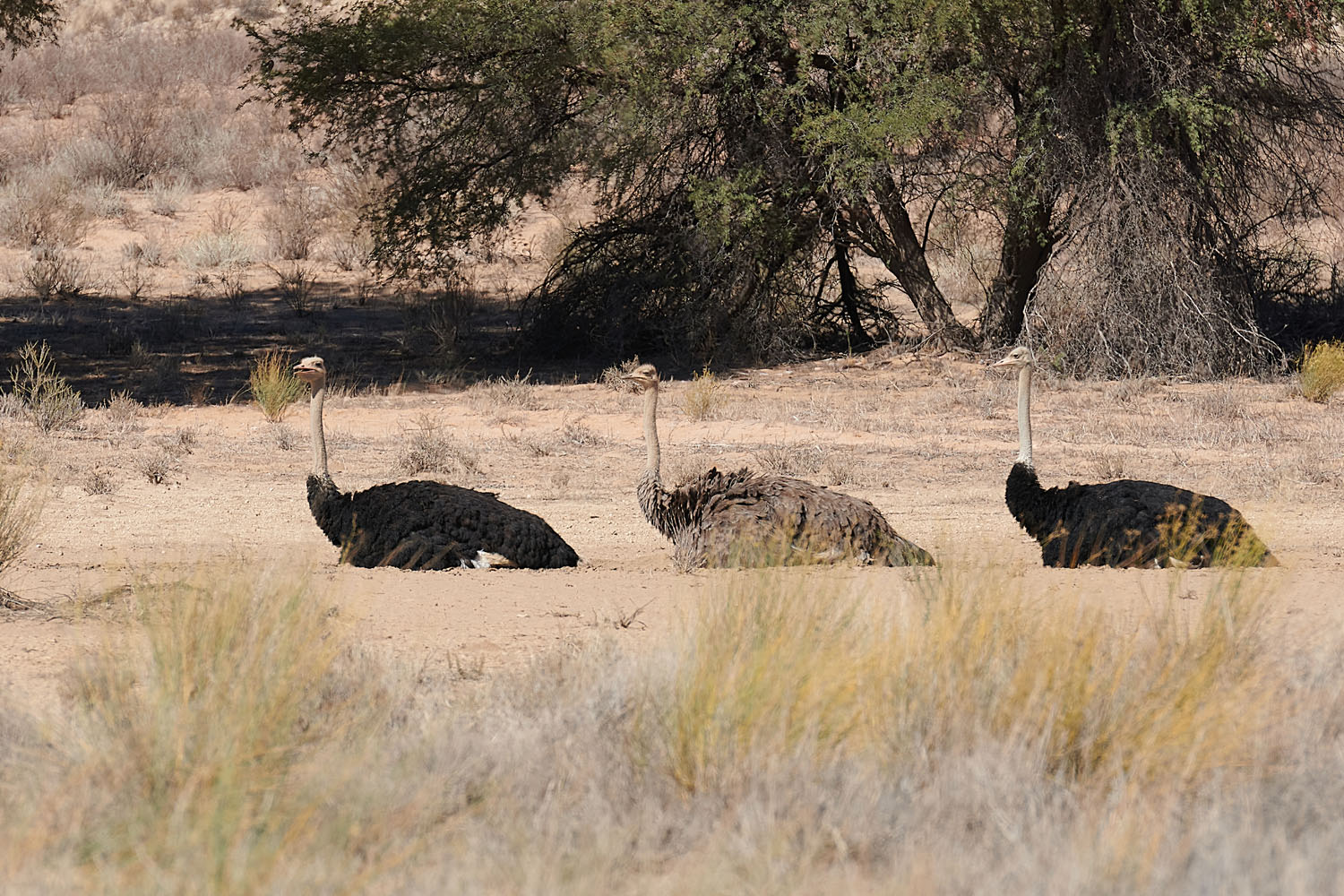 STRAUSS – OSTRICH