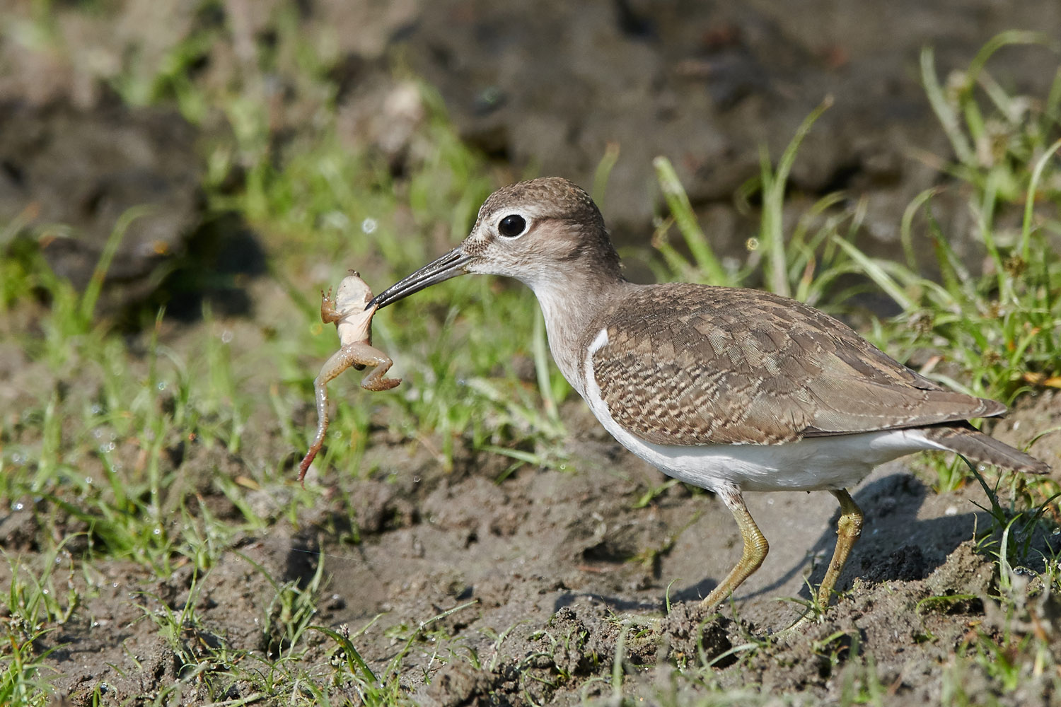 GRÜNSCHENKEL - GREENSHANK