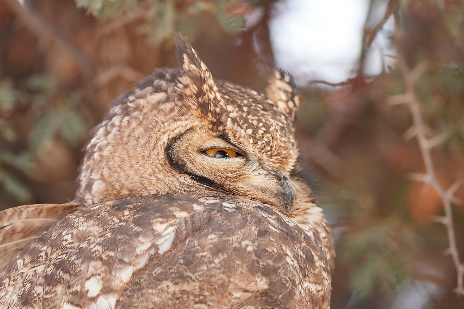 FLECKENUHU – SPOTTED EAGLE OWL