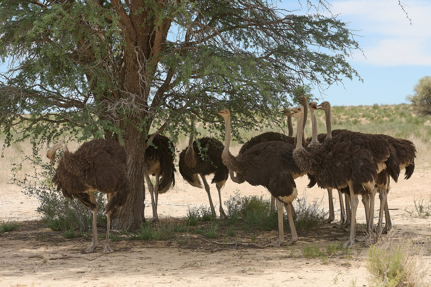 STRAUSS – OSTRICH
