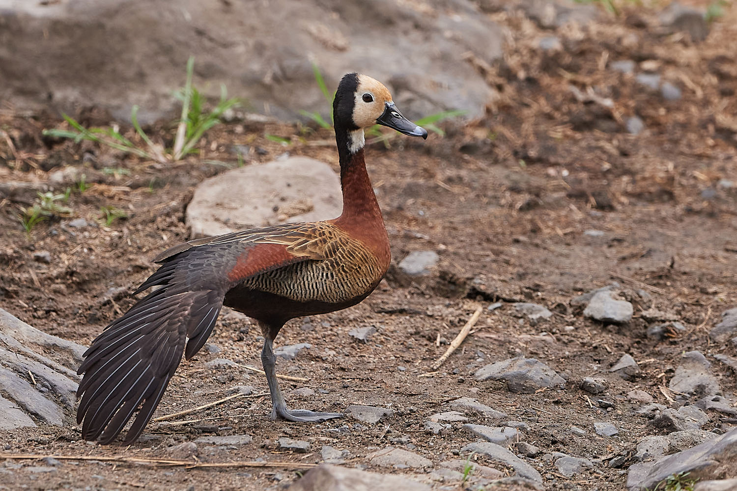 WITWENPFEIFGANS – WHITE-FACED DUCK