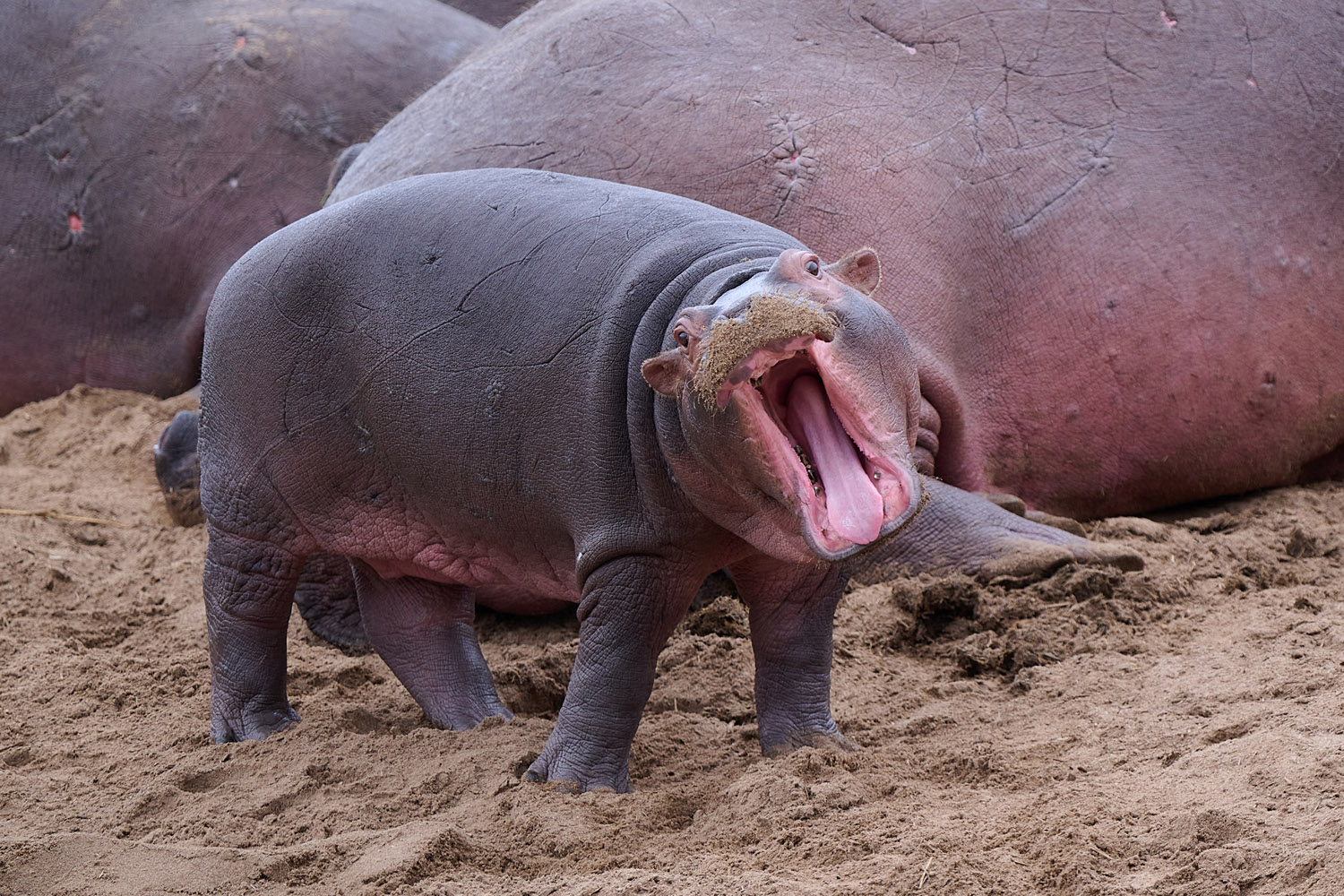 FLUSSPFERD – HIPPO