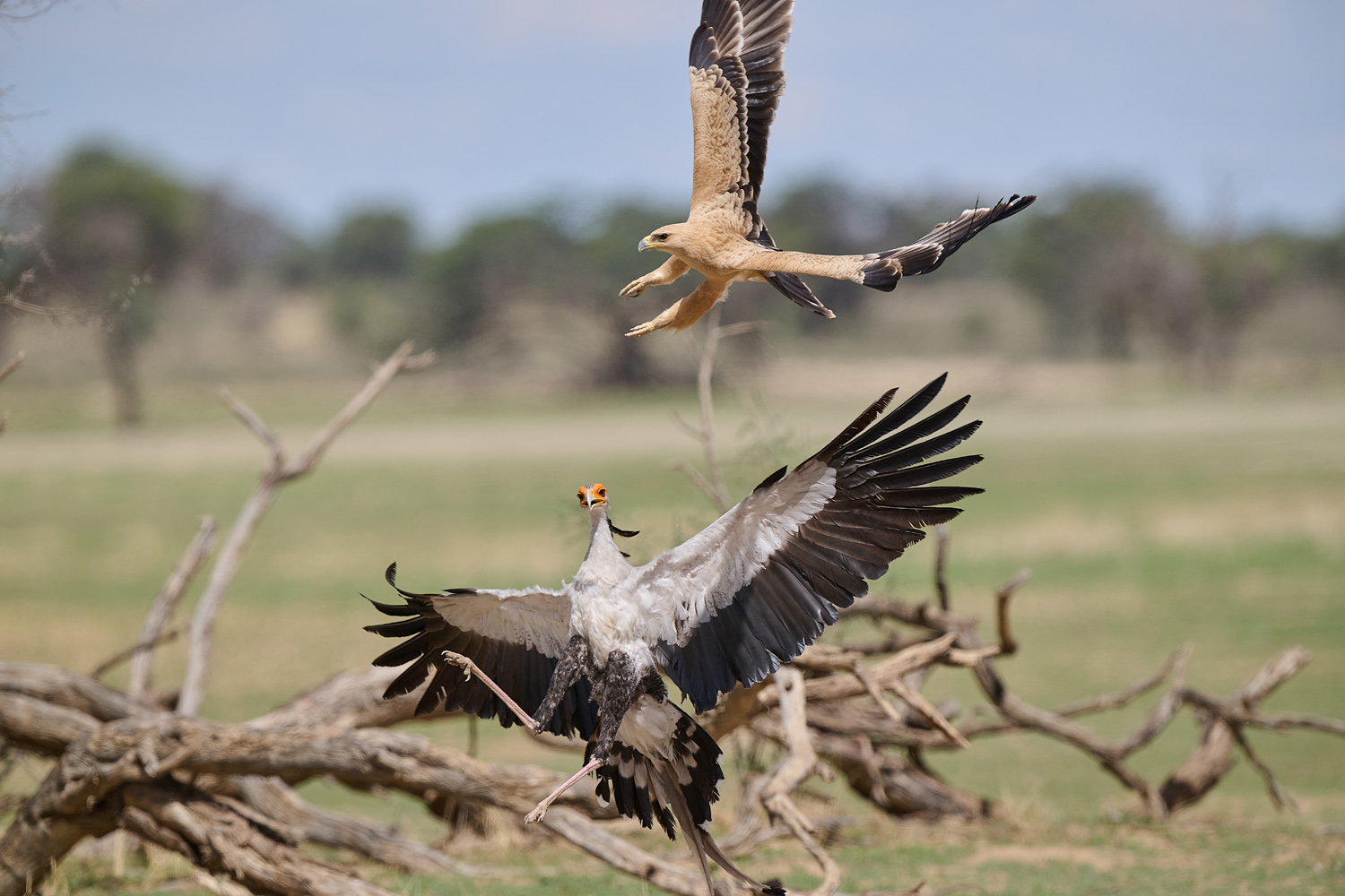 SEKRETÄR/RAUBADLER  - SECRETARYBIRD/TAWNY EAGLE