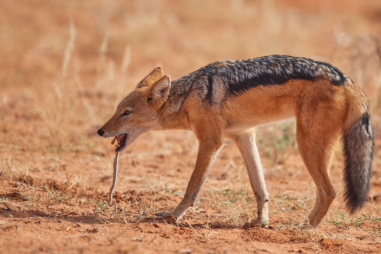 SCHABRACKENSCHAKAL - BLACK-BACKED JACKAL