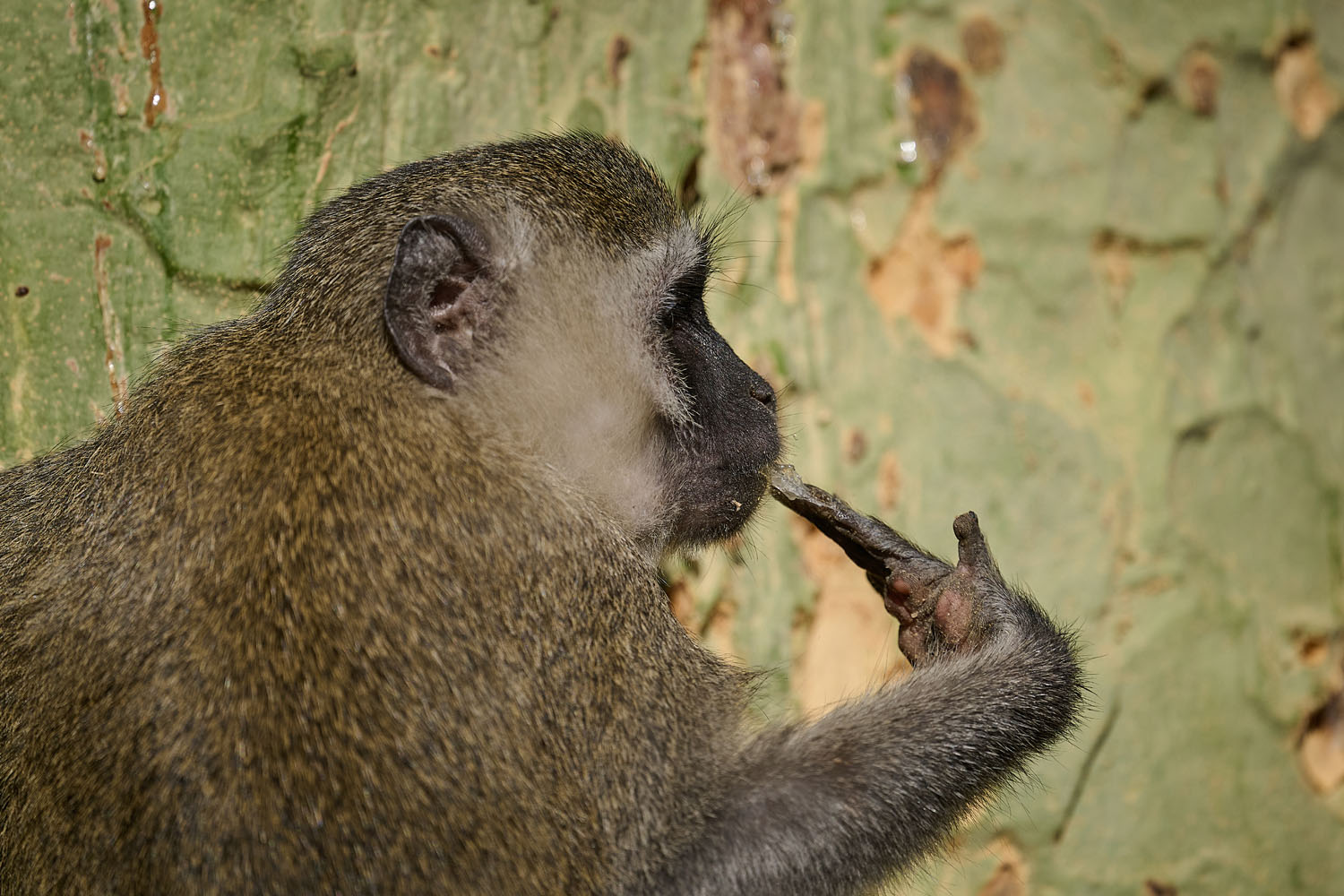 GRÜNMEERKATZE - VERVET MONKEY