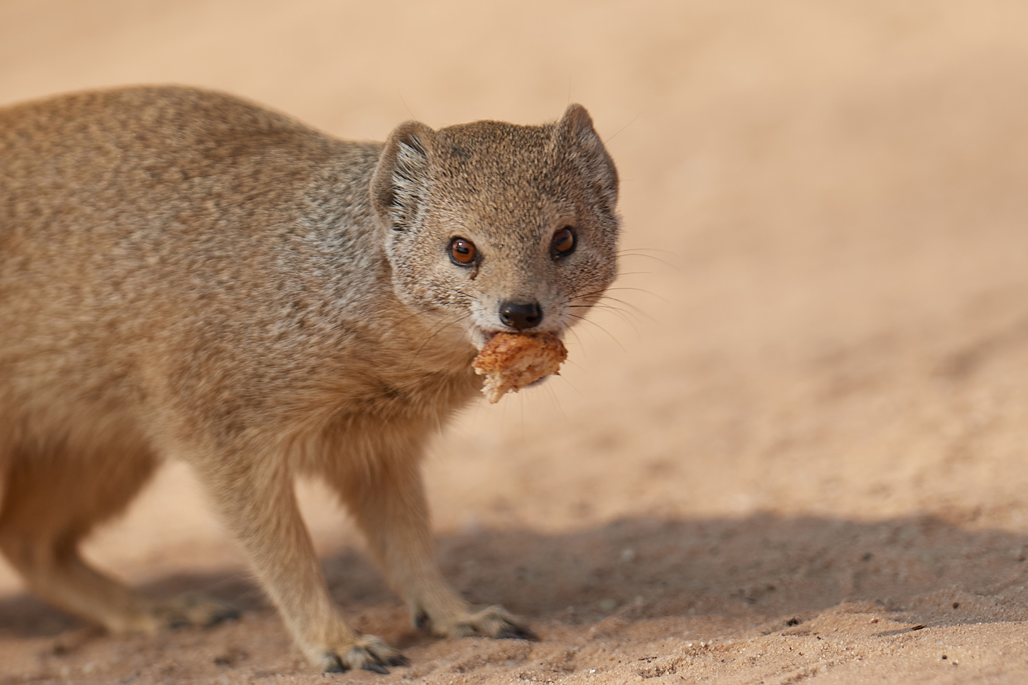 FUCHSMANGUSTE – YELLOW MONGOOSE