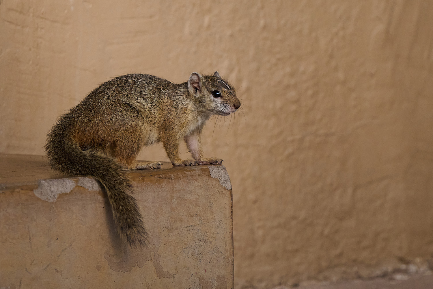 BUSCHHÖRNCHEN - TREE SQUIRREL