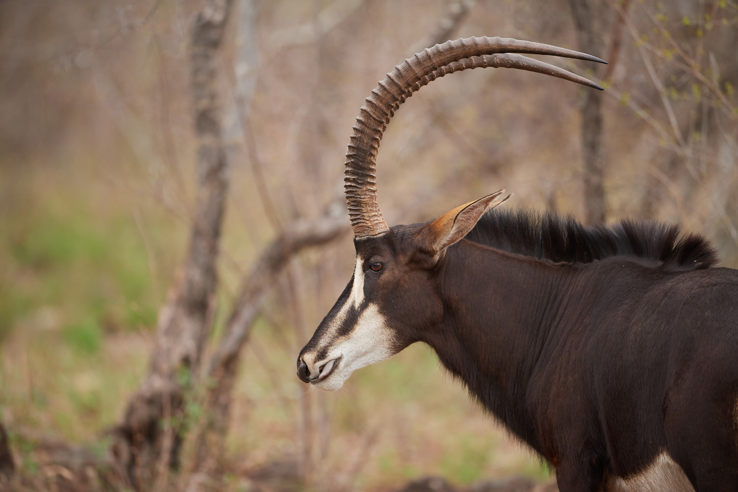 RAPPENANTILOPE – SABLE ANTELOPE