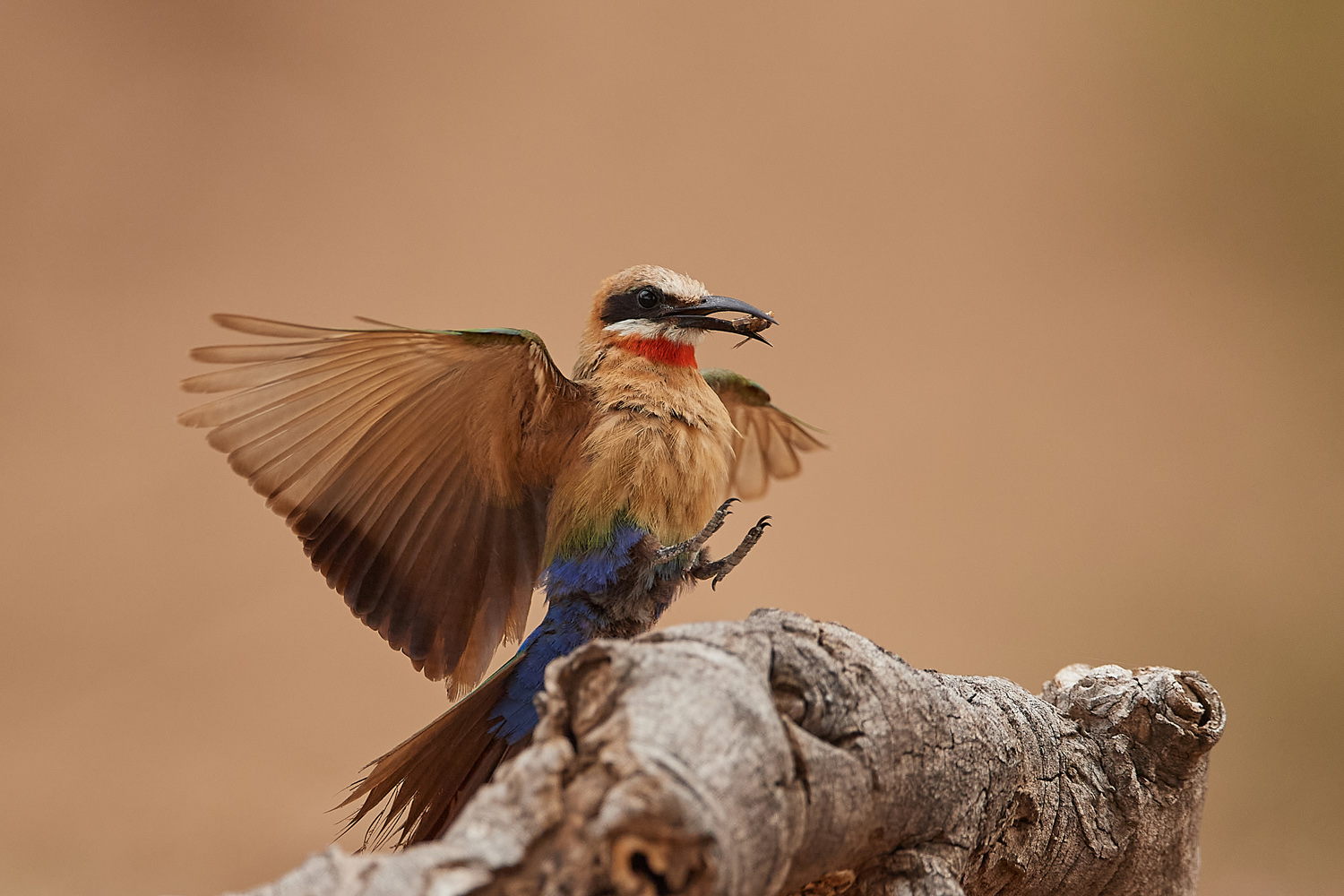 WEISSSTIRNSPINT - WHITE-FRONTED BEE-EATER