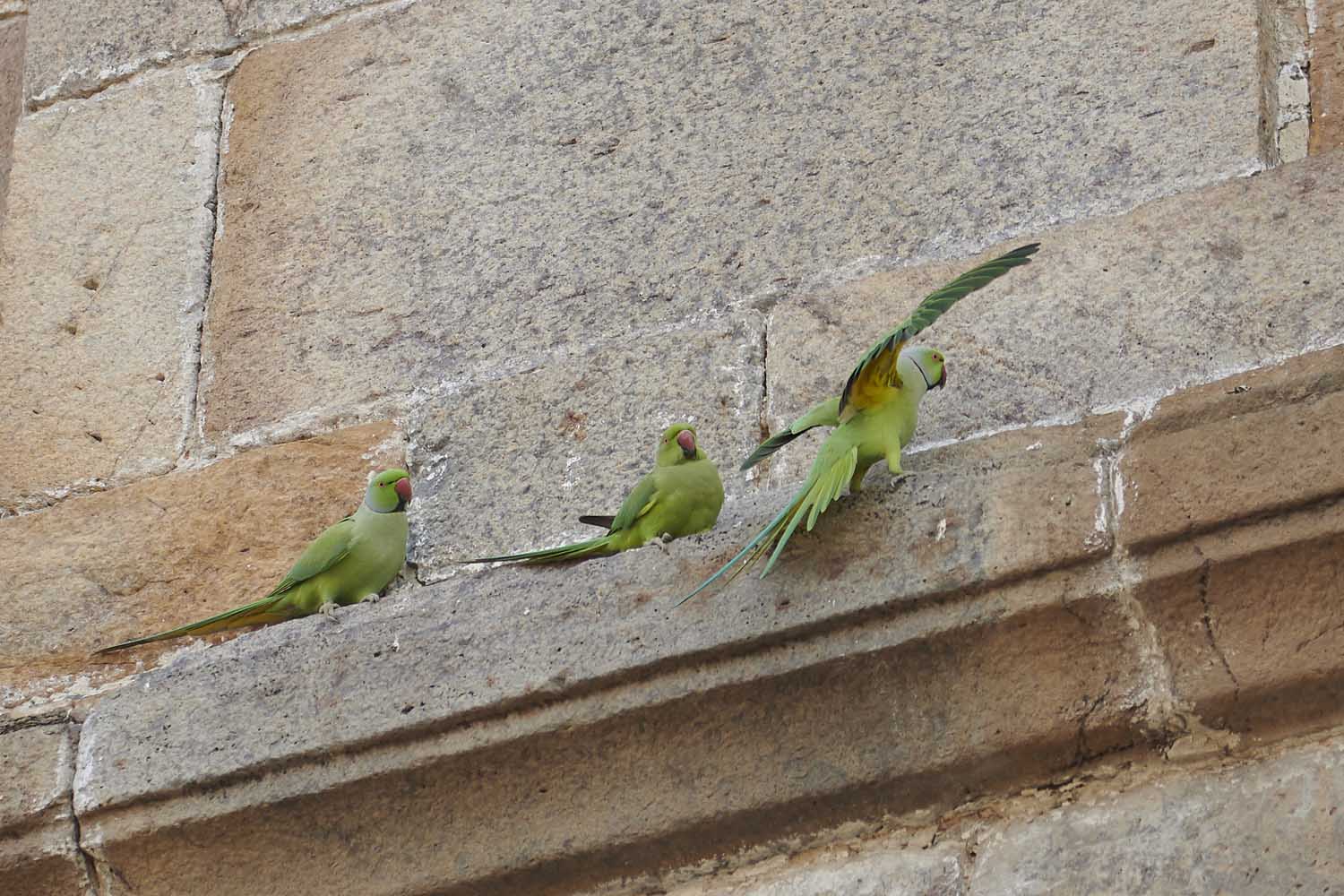 HALSBANDSITTICH - ROSE-RINGED PARAKEET